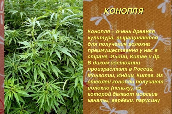 Актуальное зеркало на кракен