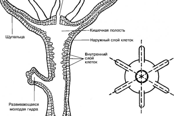 Официальный сайт кракен тор